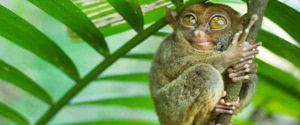 Call Me Up In Dreamland