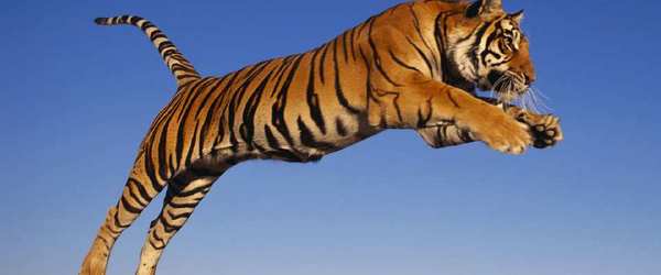 New Philippine Tiger Has Wings