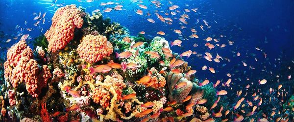 Divers Do It Deeper In Coron