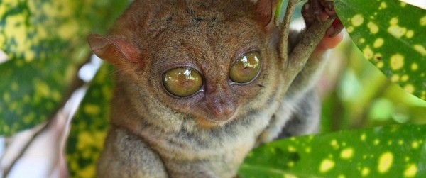 philippines-guide-for-the-firsttimer