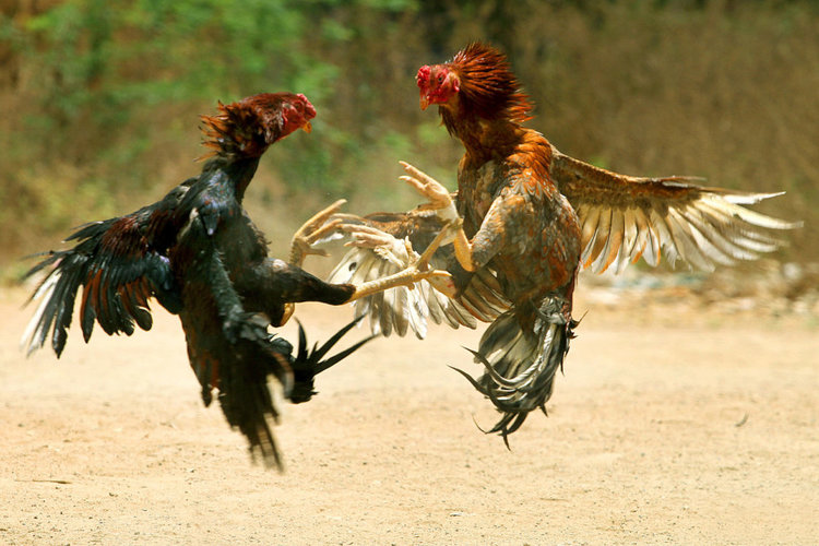 philippines-cockfighting