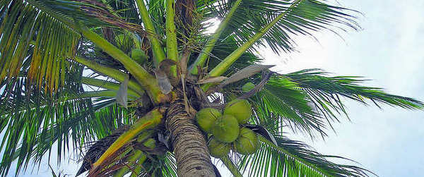 The Kano Coconut Telegraph - Retiring to the Philippines