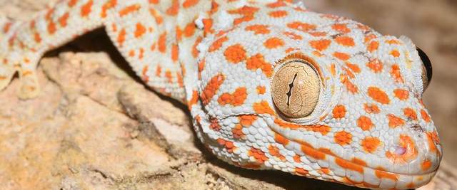 tokay gecko philippines
