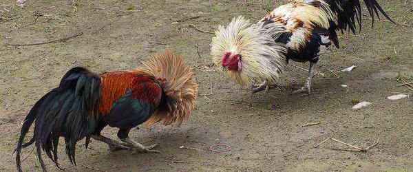 Sabung Raptor Do You Have The Guts?