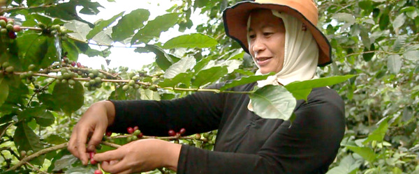 philippine-coffee-growers